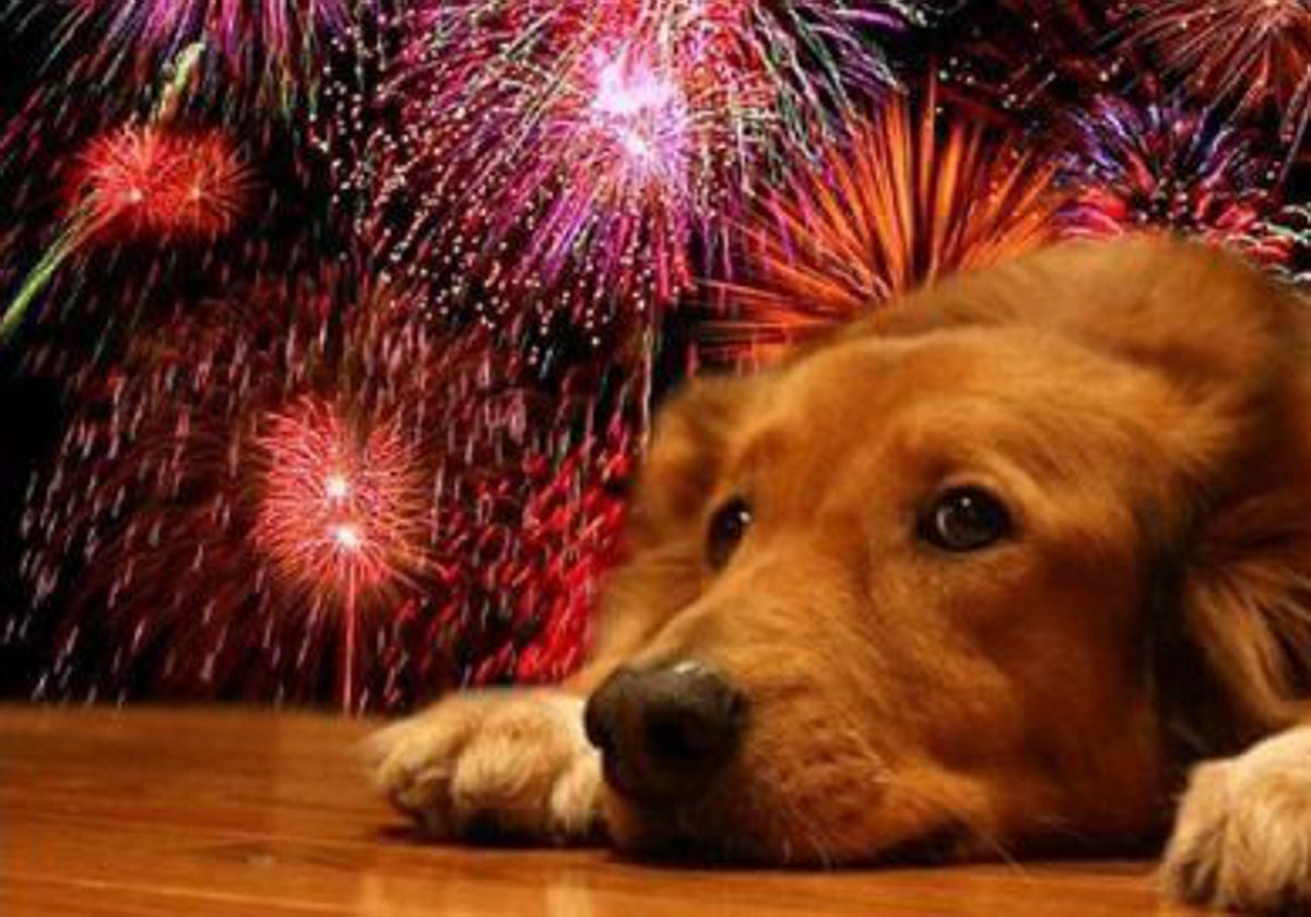 Hay trucos para proteger a tus mascotas durante las festividades más ruidosas