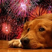 Por qué los fuegos artificiales nunca son una buena idea (y no solo por tus mascotas)