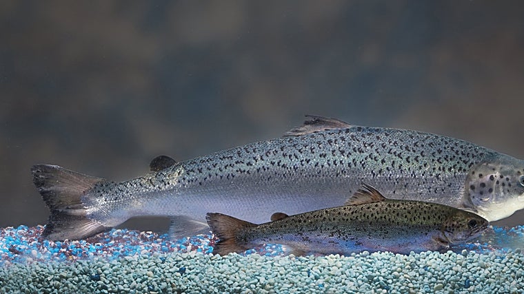 El salmón transgénico que crece más rápido (detrás) nada junto a un salmón Atlántico de la misma edad