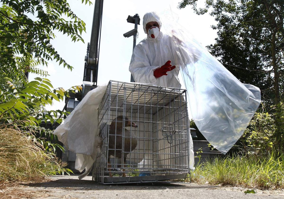 Desde 2020 los brotes del virus H5N1 en aves se han disparado.