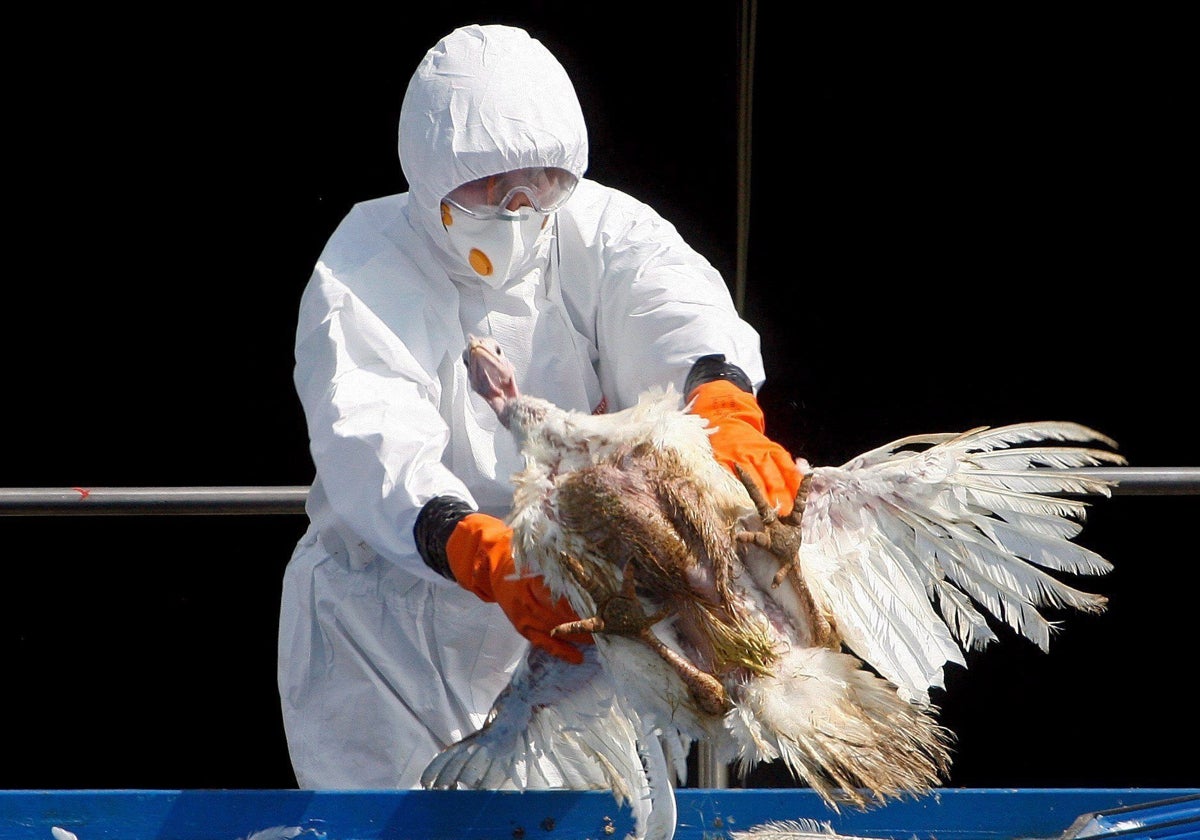 El brote ya ha causado la muerte de 279 aves