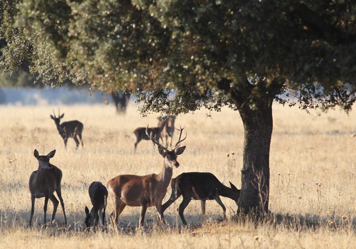 Ciervos en el Parque Nacional de Cabañeros, en Castilla_La Mancha