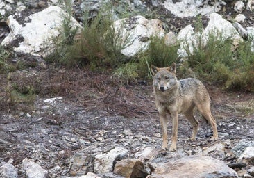 El congreso sobre el lobo de Vox aboga por un plan nacional: «Sin control, la especie puede colapsar»