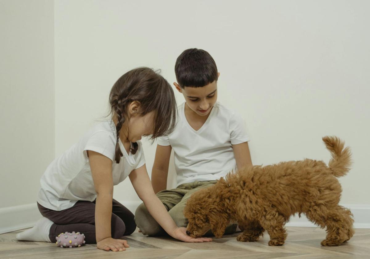 La relación con la mascota debe ser gradual, tanto para el niño como al animal, sea la más adecuada