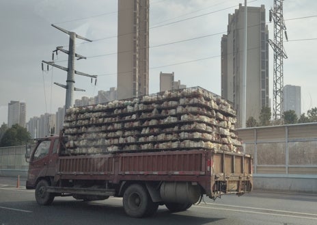 Imagen secundaria 1: arriba, un hombre vende tortugas vivas y mariscos en el Nuevo Mercado de Huanan. Abajo, un camión transporta pollos por Wuhan. Sobre estas líneas, vallas azules rodean el emplazamiento original del Mercado de Huanan, origen de la pandemia. 