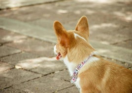 Esta raza de perro común en África es capaz de cantar a la tirolesa