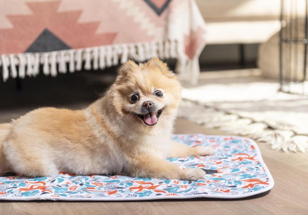 Cómo cuidar a nuestro perro con artrosis