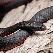 Hallan más de 100 serpientes venenosas en el patio de una casa de Sídney