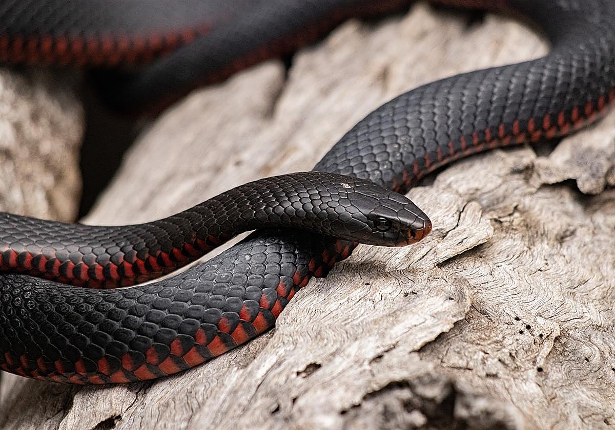 Un ejemplejar de una serpiente negra con vientre rojo en una imagen de archivo
