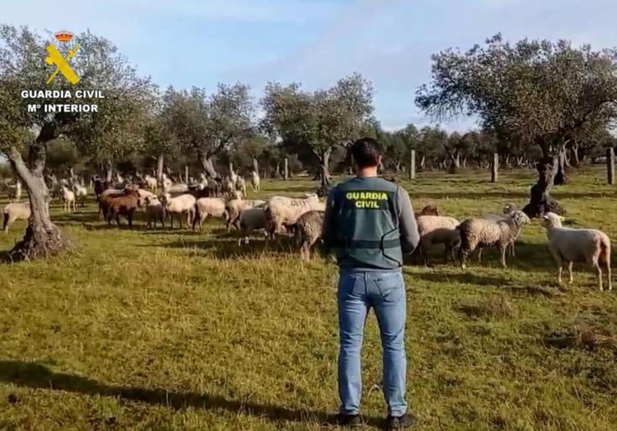 Agente de la Guardia Civil con los ejemplares de ganado robados