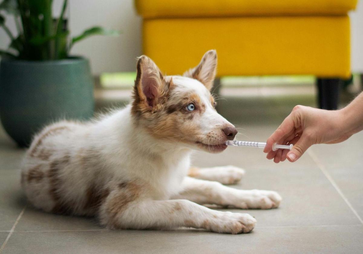 Estos son los cambios de la polémica Ley de Medicamentos Veterinarios