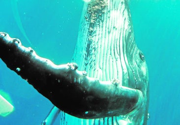 Una ballena jorobada engulle a un joven mientras iba en kayak