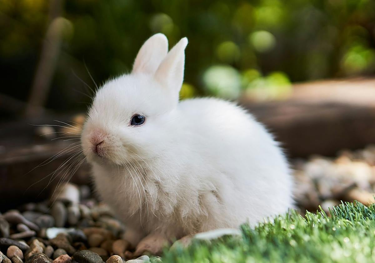 ¿Pueden los conejos comer perejil?: estas son las verduras recomendadas (y prohibidas) para su alimentación
