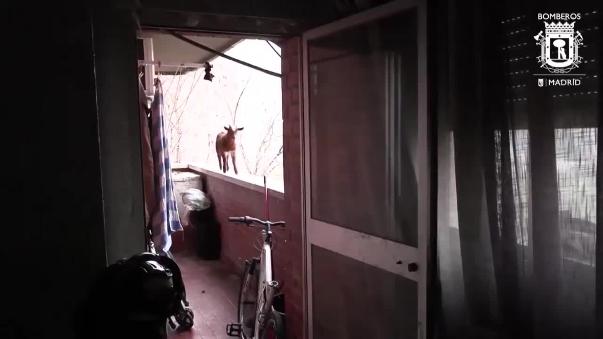 Rescatan a una cabra atrapada en la ventana de un quinto piso en Madrid