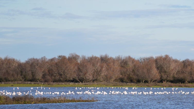 La Fiscalía de la Audiencia Nacional dice que el robo de agua en Doñana está «fuera de control» y pide actuar contra 250 personas