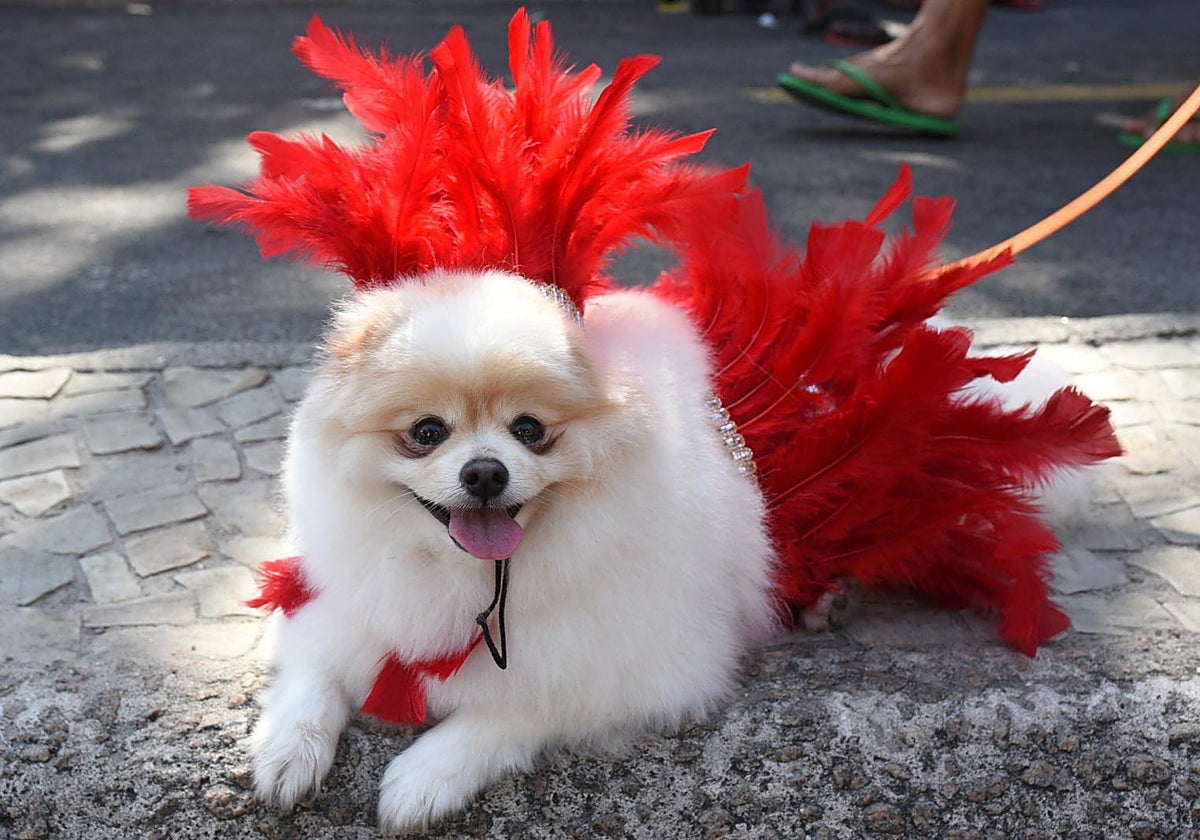 Perro disfrazado en Río de Janeiro por el precarnaval