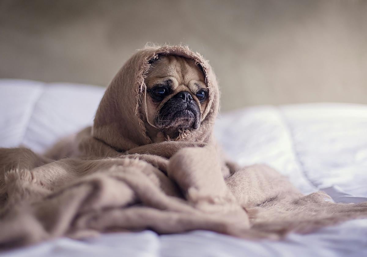 ¿Pueden los perros resfriarse? Cómo proteger a tu mascota del frío y las enfermedades invernales