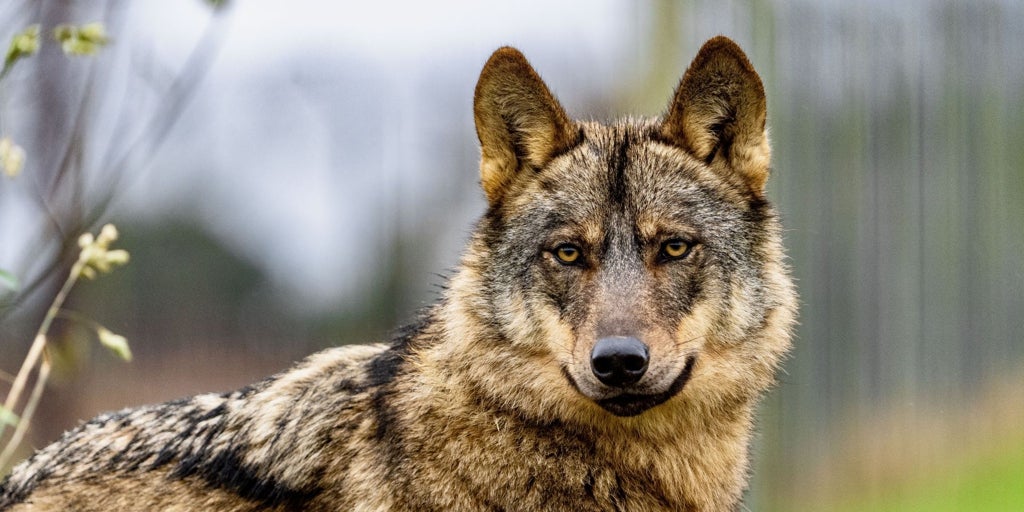 El caos de los fondos para el lobo: «Ha sido imposible hacer el seguimiento de los 20 millones de euros»