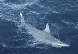 Muere un surfista de 30 años tras ser atacado por un tiburón en Australia