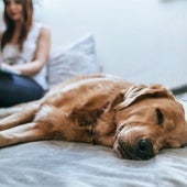 Cómo tener el hogar limpio con una mascota