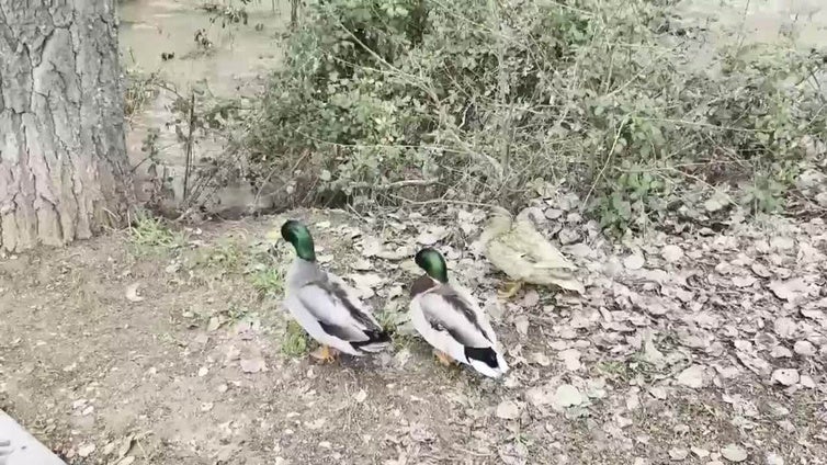 Crecida del río Henares a su paso por Guadalajara