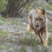 Lobo ibérico