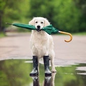 Hongos, garrapatas y dermatitis: cómo proteger a tu mascota de la humedad y la lluvia