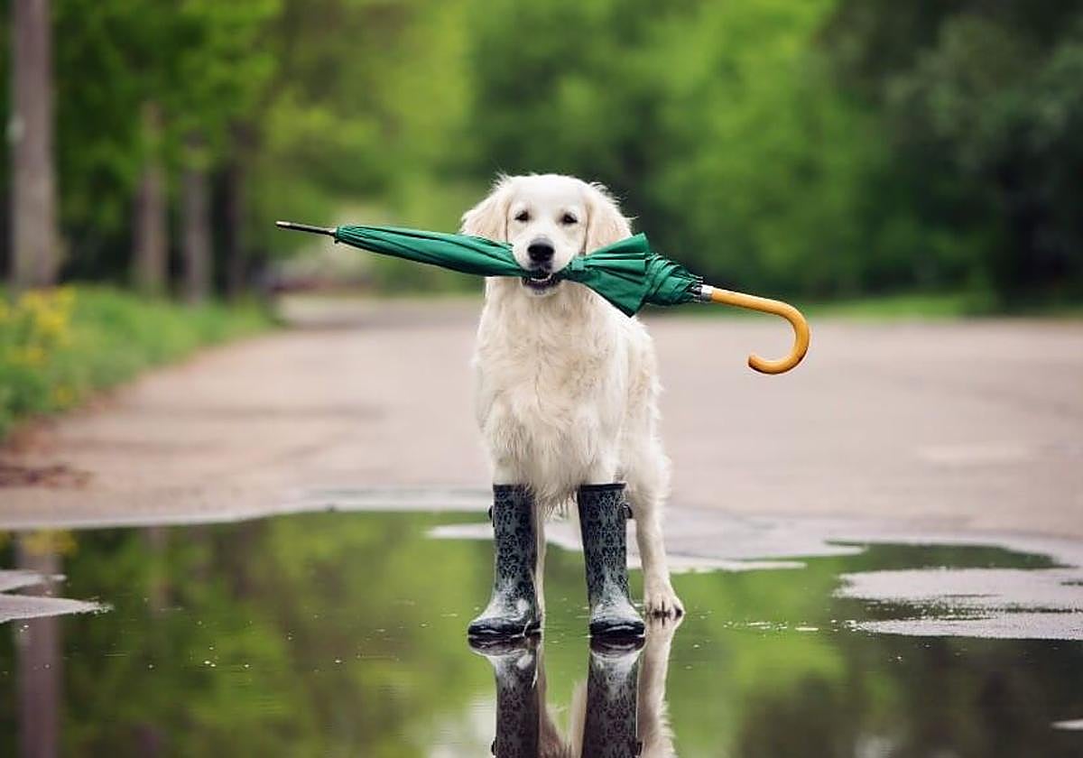 Hongos, garrapatas y dermatitis: cómo proteger a tu mascota de la humedad y la lluvia
