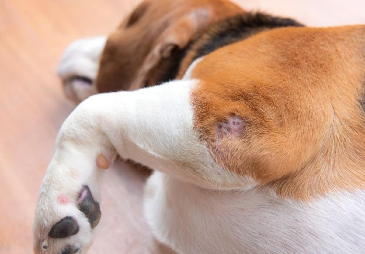 Displasia de codo en perros: qué es, síntomas y tratamientos según los expertos