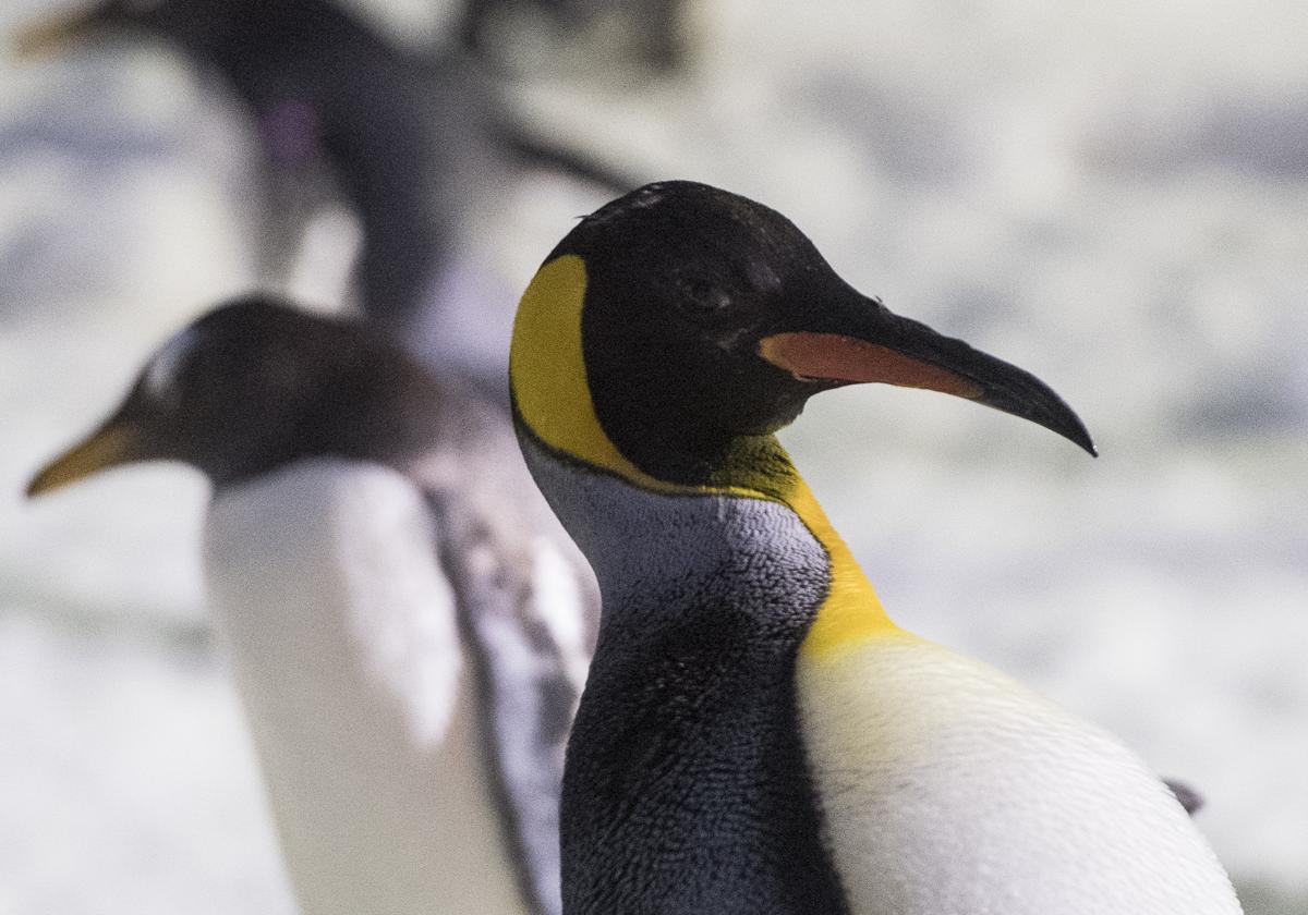 La 'venganza' de un pingüino por la guerra arancelaria: provocó un accidente en un helicóptero y desata las bromas