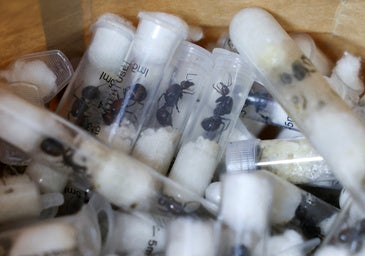 Desarticulan una trama de contrabando de hormigas gigantes: detienen a dos adolescentes belgas en Kenia con más de 5.000
