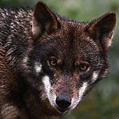 Europa rebaja la protección del lobo: podrá ser cazado en algunos casos