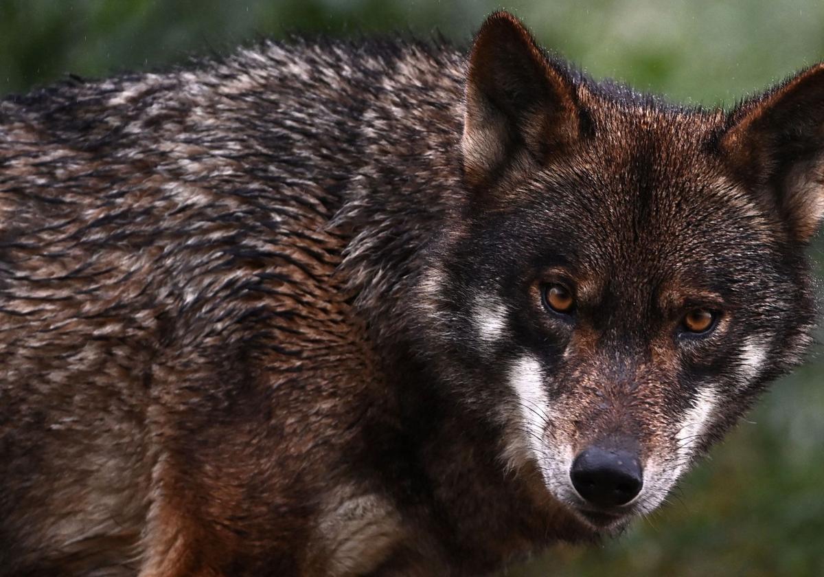 Un lobo en una imagen de archivo