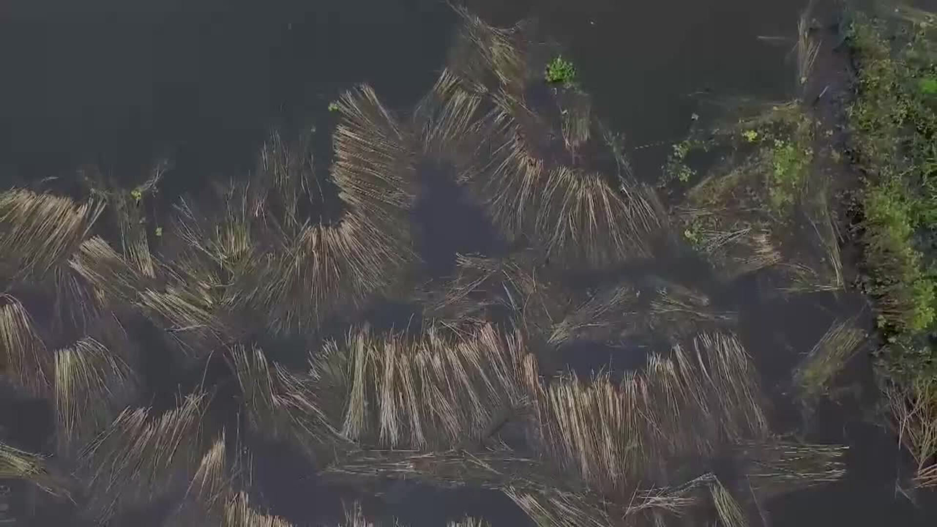 La Amazonía brasileña sufre con inundaciones tras dos años seguidos de intensa sequía