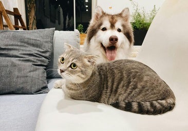 Tres de cada diez perros y gatos sufren problemas intestinales en España