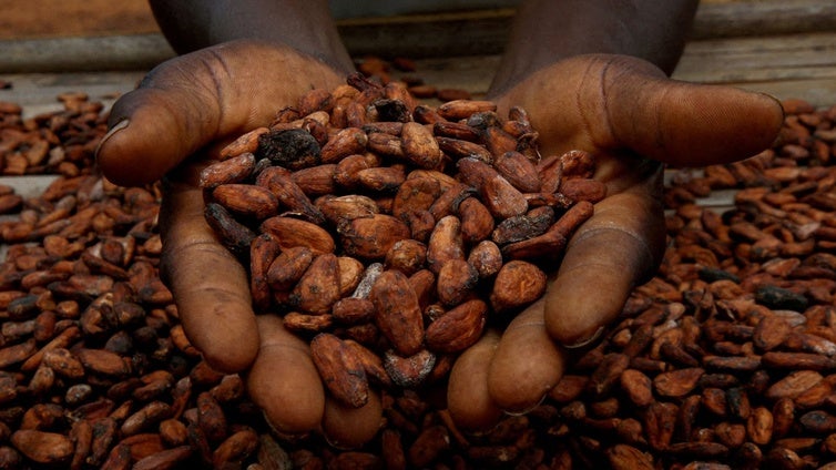 Europa enfrenta un futuro sin arroz ni chocolate: la pérdida de biodiversidad amenaza los alimentos básicos