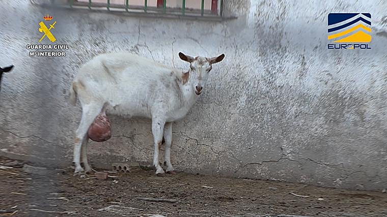 Hasta 350 animales han tenido que ser sacrificados por malformaciones o enfermedades.