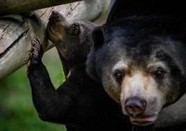 Eslovaquia permite consumir carne de osos sacrificados legalmente