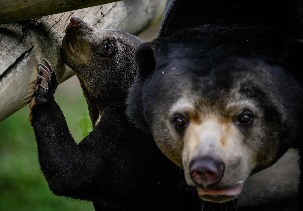 Un par de osos en cautividad