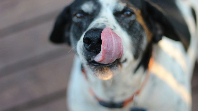 Adopta, no compres: el mensaje del Día del Perro Sin Raza que gana fuerza en España