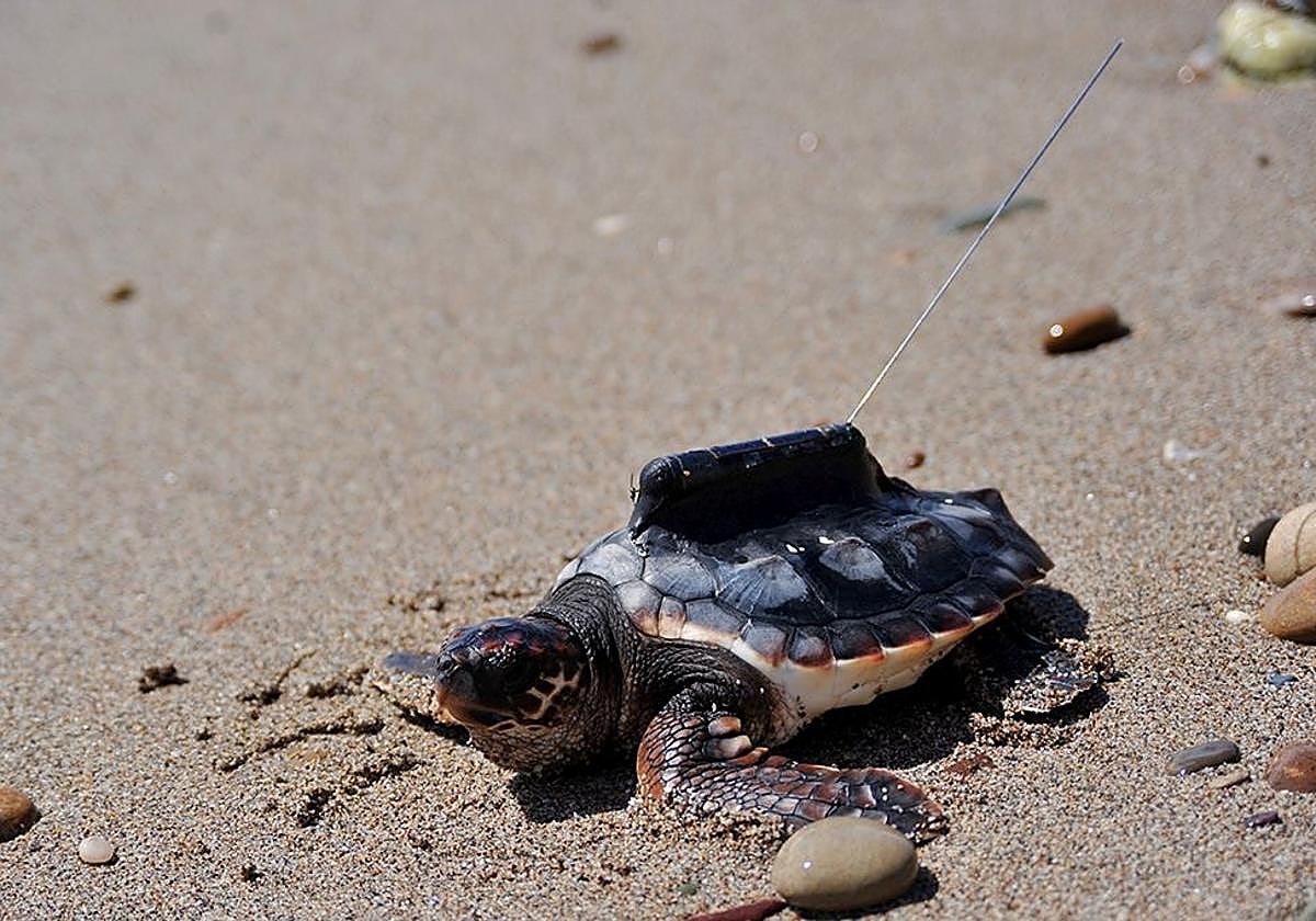 Un transmisor satelital sobre el caparazón de una tortuga