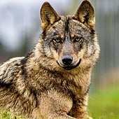 El Gobierno afirma que España tiene «menos lobos que linces»