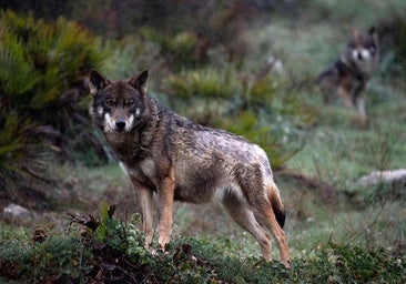Organizaciones ecologistas se manifestarán el 22 de junio para exigir la protección del lobo ibérico