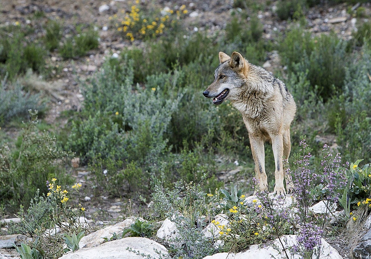 Un ejemplar de lobo ibérico