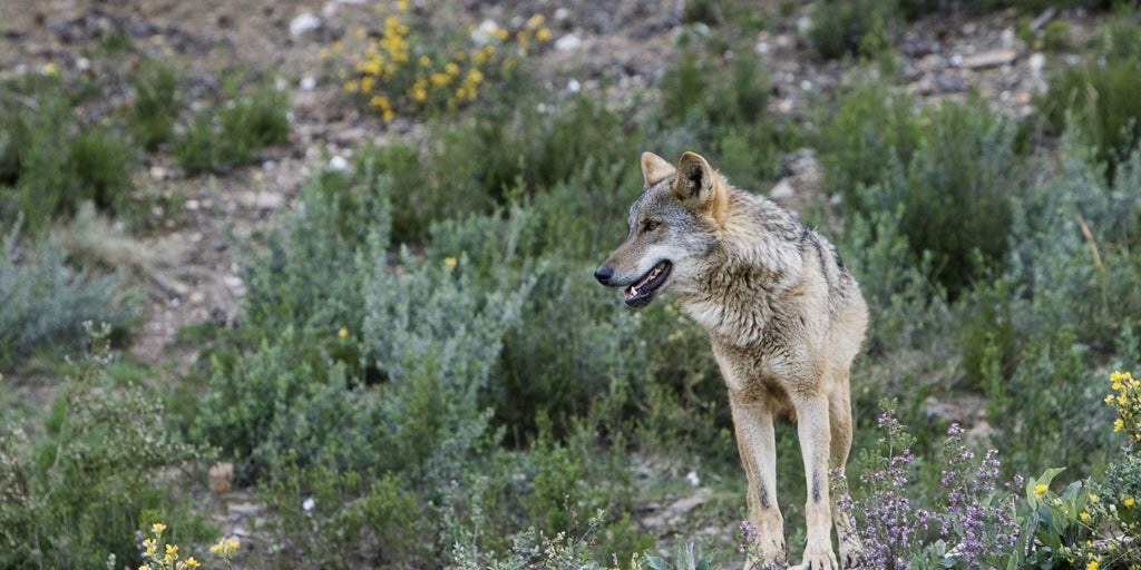 Trece comunidades urgen al Gobierno el informe sobre la situación del lobo