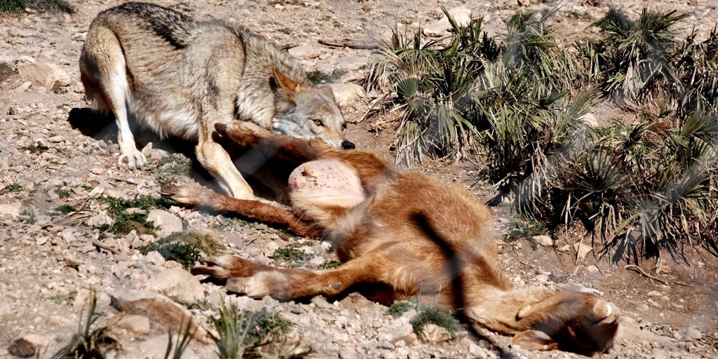 Las autonomías acusan al Gobierno de actuar como «trileros» con los datos del lobo