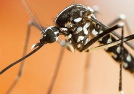 Sanidad refuerza este verano la vigilancia del mosquito tigre con inteligencia artificial