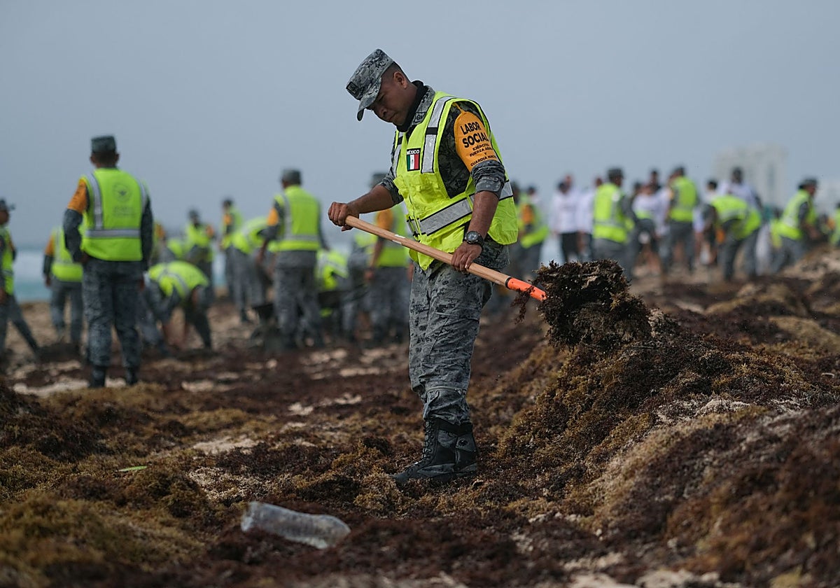 Miembros de la Guardia Nacional participan en el evento de limpieza masiva «Todos contra el sargazo», un esfuerzo comunitario para eliminar el alga sargazo de las playas, en Cancún
