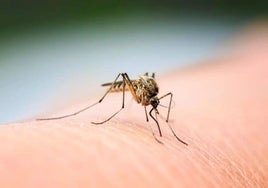 Aumentan un 116% los casos de dengue en Cataluña entre 2022 y 2024