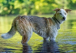 Cómo proteger a tu mascota del calor este verano: consejos para evitar golpes de calor y deshidratación